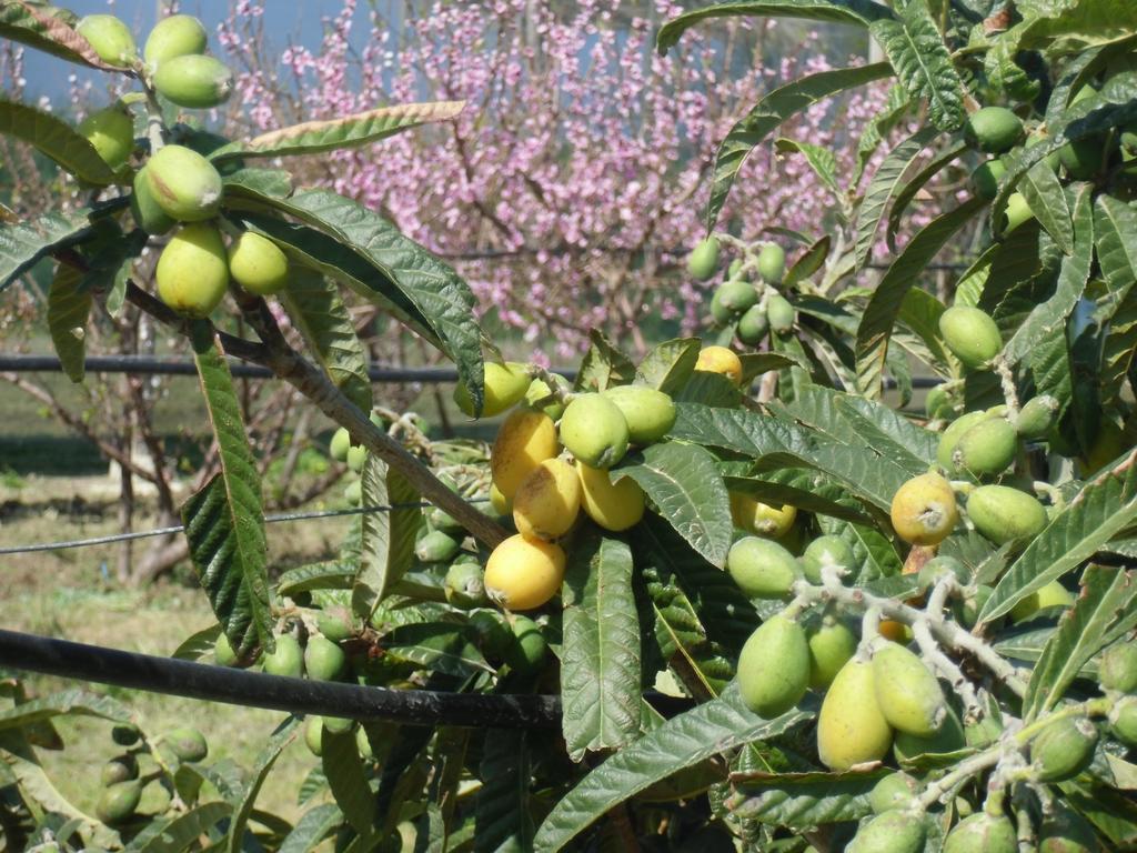 Stella Di Sicilia Villa San Fratello Dış mekan fotoğraf